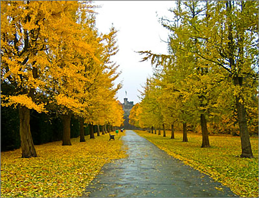 Photo of Ginkgo trees