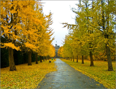 Avenue of Ginkgo trees in Bute Park