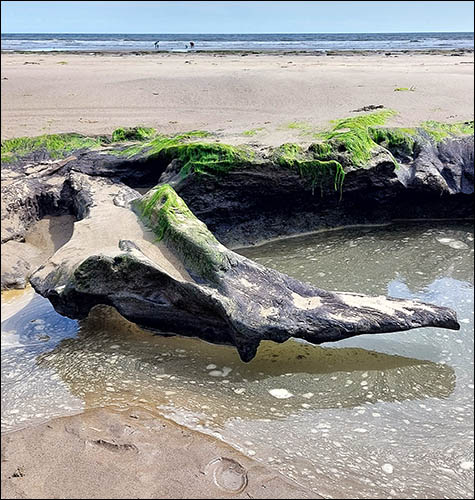 amroth_prehistoric_forest_remnant