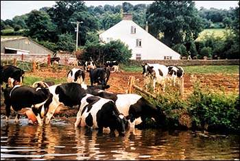 crickhowell_herons_rest_cows