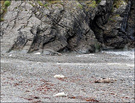 cwmtydu_beach_with_seals
