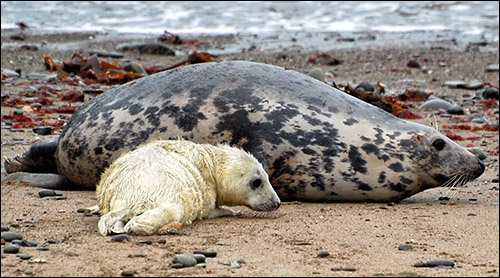 cwmtydu_seal_pup_and_mother