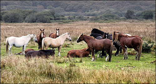 Photos of Gower ponies Photos of Gower ponies