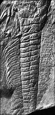 Photo of trilobite fossil found at Porth y Rhaw Photo of trilobite fossil found at Porth y Rhaw
