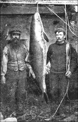 Photo of Solva fishermen with porpoise in 1906