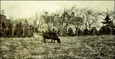 Old photo of cattle grazing at Bodlondeb