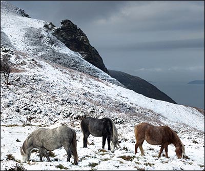 conwy_mountain_carneddau_ponies