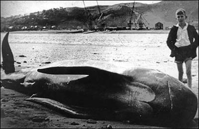deganwy_pilot_whale