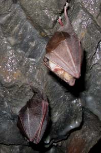 Photo of lesser horseshoe bats