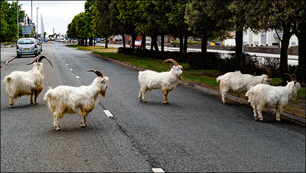 Photo of goats in Gloddaeth Avenue in 2020