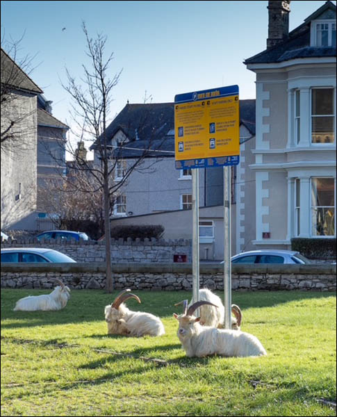 Photo of goats in Holy Trinity church car park 2021