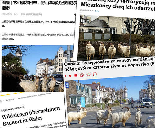Photo of world news coverage of goats in Llandudno