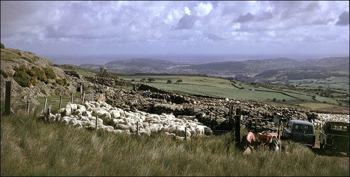 Old photo of Tyddyn Grasod sheepfold