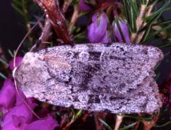 Photo of Ashworths Rustic moth