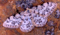 Photo of Weavers Wave moth