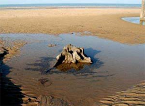 Photo of prehistoric tree stump