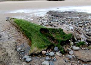 Photo of prehistoric tree trunk