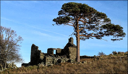 Photo of Brwynog Isaf farmhouse ruin in 2019
