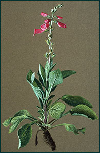 Drawing of foxglove by Harry Drinkwater Drawing of foxglove by Harry Drinkwater