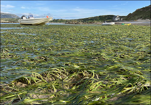 Photo of Porthdinllaen seagrass meadow at low tide