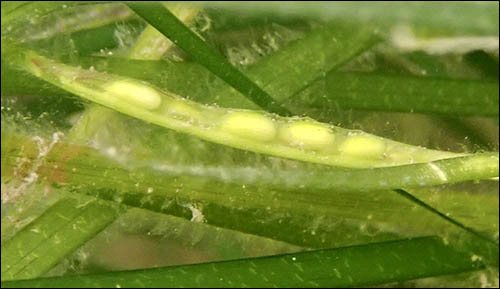 Photo of seagrass seeds on plant