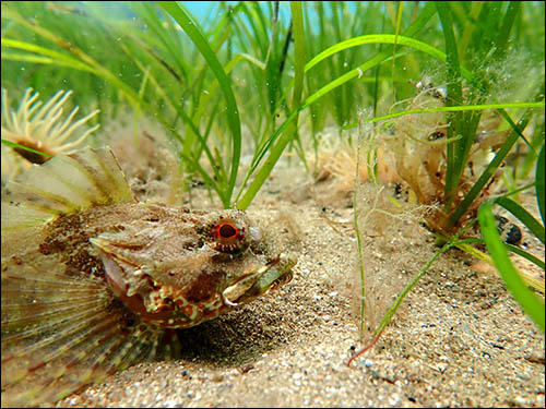 Photo of seagrass and fish